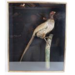 A taxidermy cock pheasant artistically mounted on a stump against a black background in a period