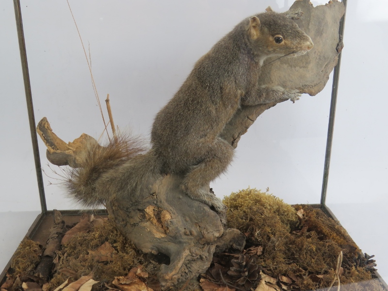 A taxidermy grey squirrel mounted in a naturalistic setting and displayed in a good quality glazed - Image 3 of 3