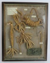 A vintage Corn dolly display in glazed framed case, 45cm x 58cm. Condition report: Some internal