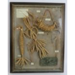 A vintage Corn dolly display in glazed framed case, 45cm x 58cm. Condition report: Some internal