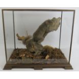 A taxidermy grey squirrel mounted in a naturalistic setting and displayed in a good quality glazed