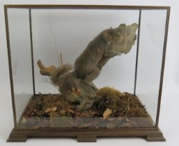 A taxidermy grey squirrel mounted in a naturalistic setting and displayed in a good quality glazed