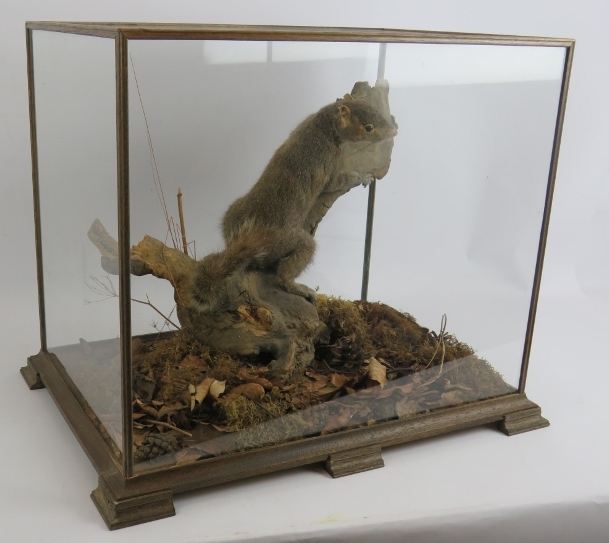 A taxidermy grey squirrel mounted in a naturalistic setting and displayed in a good quality glazed - Image 2 of 3