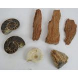 Four specimens of fossilised wood, two sectional polished ammonites and a whole fossilised ammonite.