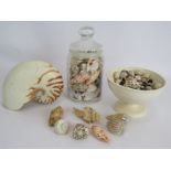 A small collection of seashells including a nautilus shell. Condition report: No issues.