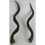 Two vintage African Kudu antelope horns. Longest 90cm. (2). Condition report: Both with drill