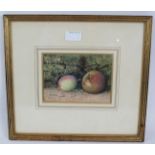 Attributed to William Henry Hunt (1790-1864) - 'Still life study of fruit', watercolour, 12cm x