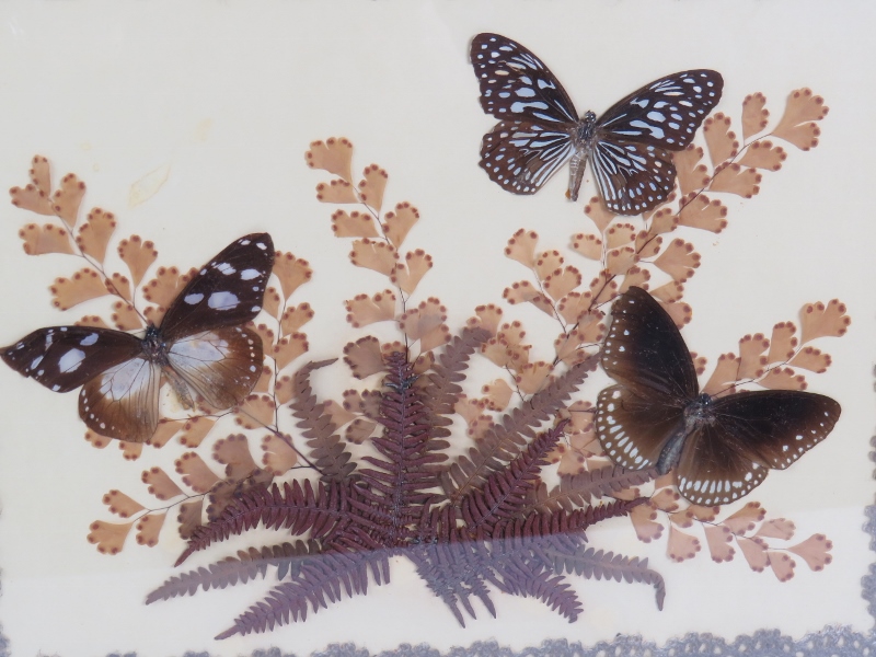 A 1930s collage of three butterflies on ferns bordered by a lace edging in a Black Forest style pine - Image 2 of 3