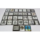 A set of thirty Edwardian human physiology Magic Lantern slides depicting the mouth, throat and