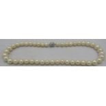 A strand of rare graduated large white Akoya pearls from Australia, 10mm/12mm. The white metal