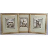 Three decorative 19th century style prints of monkeys framed and glazed. 44cm x 50cm. (3). Condition