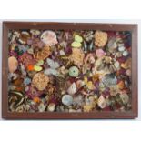 A cased display of exotic butterflies, beetles, sea shells, flowers etc in a glazed wooden shadow