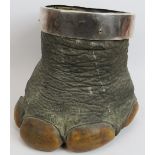 An early 20th century taxidermy Asian elephant's foot bin planter with white metal collar. Height