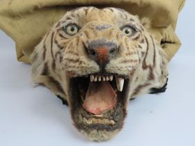 A large taxidermy Indian tiger skin rug, c1920s, with fully mounted head and backed onto cotton