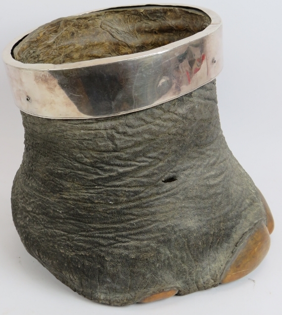 An early 20th century taxidermy Asian elephant's foot bin planter with white metal collar. Height - Image 2 of 6