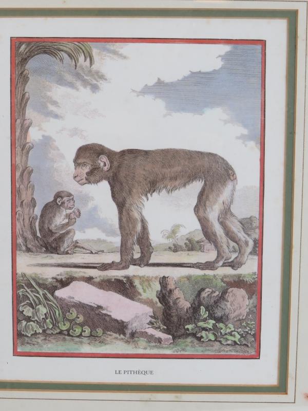 Three decorative 19th century style prints of monkeys framed and glazed. 44cm x 50cm. (3). Condition - Image 2 of 4