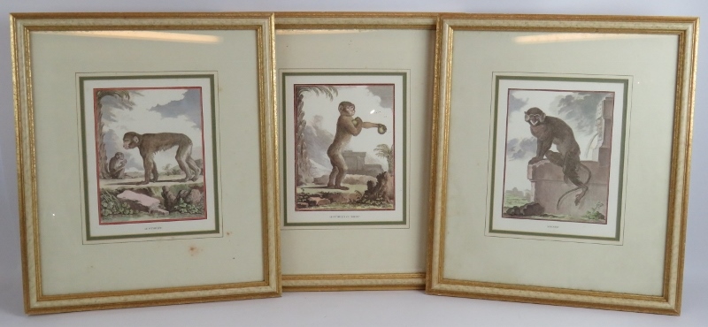 Three decorative 19th century style prints of monkeys framed and glazed. 44cm x 50cm. (3). Condition