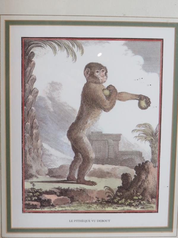 Three decorative 19th century style prints of monkeys framed and glazed. 44cm x 50cm. (3). Condition - Image 3 of 4