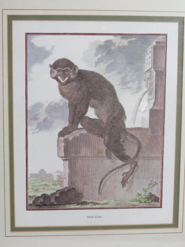 Three decorative 19th century style prints of monkeys framed and glazed. 44cm x 50cm. (3). Condition - Image 4 of 4