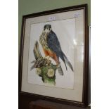 A MULTI-COLOUR STUDY OF A BIRD OF PREY, by D.W.A Glover