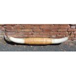 A display horn of a bull