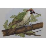 David Andrews, "Green Woodpecker" , watercolour painting,