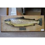 A model fish mounted on board, brown trout, 4lbs 2oz River Test,
