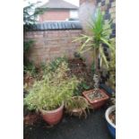 Three terracotta coloured plastic planters plus contents