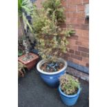 Two blue glazed stoneware garden planters, plus contents