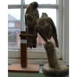 A pair of Taxidermy birds of prey