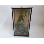 A display case with a taxidermy parrot perching on a branch.