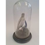 A taxidermy white bird in glass dome.