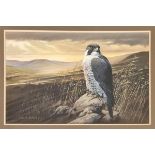 A Robert Nicholls chalk and pastel on paper Peregrine Falcon on rock, signed and framed. Approx.