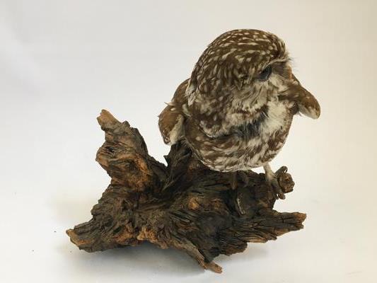 A taxidermy small owl on a wooden base.