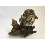 A taxidermy small owl on a wooden base.