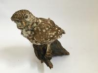 A taxidermy small owl on a wooden base. - Bild 2 aus 2