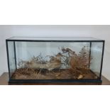 A large glass display cabinet with a taxidermy woodcock and Autumn leafs and twigs. 74 cm glass