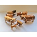 Seven Beswick bulls and cows.