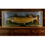 An E.F.Spicer & Sons taxidermy 30 lbs pike caught at Baysham March 14th 1941 by S.E.Reynolds in a