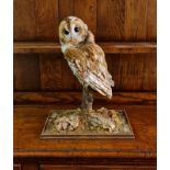 A taxidermy Tawny owl mounted on branch height 41 cm.