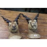 Taxidermy, two wall mounted Antelope heads