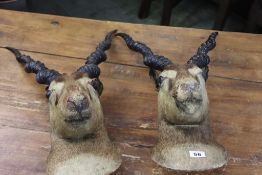 Taxidermy, two wall mounted Antelope heads