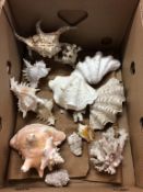 Coral and sea shells, in one box