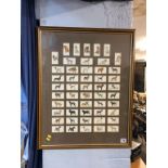 Framed Players cigarette cards 'Dogs'