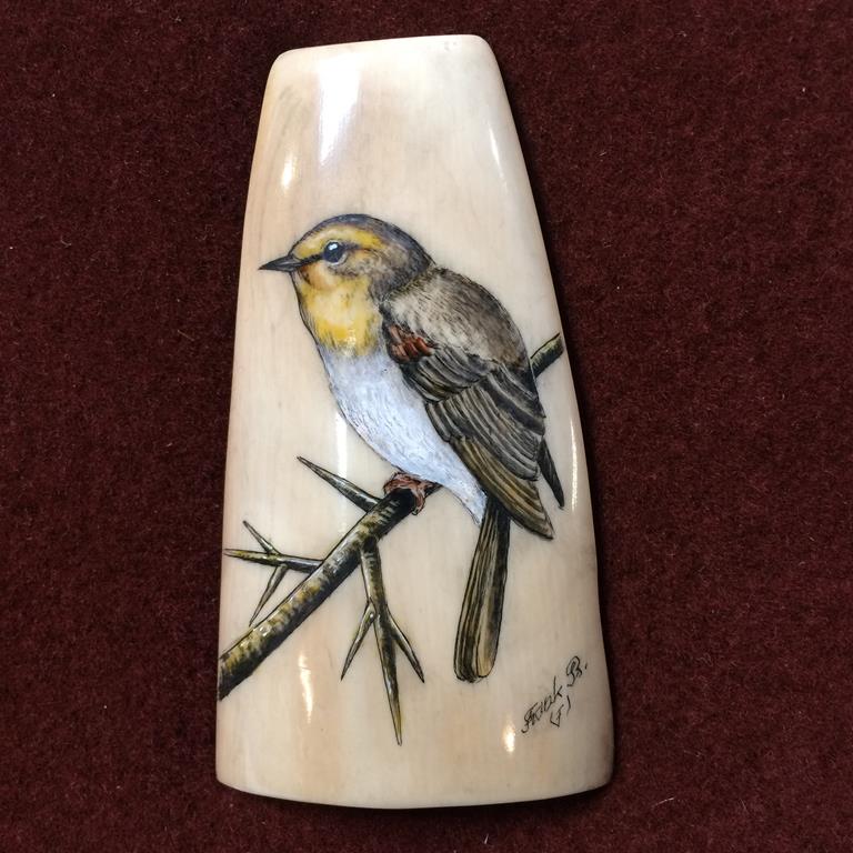 Scrimshaw; Portraits of a bird, carved onto a piece of fossil walrus ivory, by Frank Barcelos