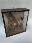 A taxidermy study of a bird of prey