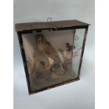 A taxidermy study of a bird of prey