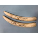 A pair of Scrimshaw walrus tusks, both approx. 33cm