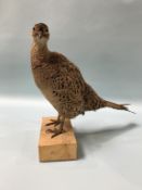 Taxidermy 'Pheasant'