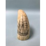 A Scrimshaw tooth